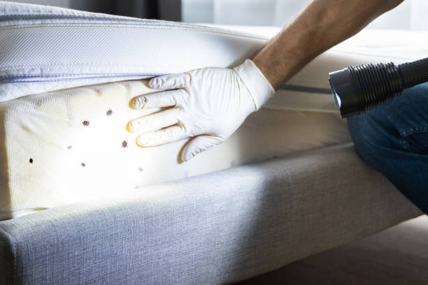 Reliable Madison, MS Pest Control Solutions