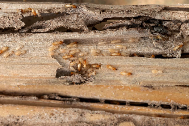 Best Wasp Removal Services  in Madison, MS